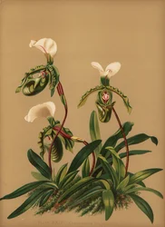 Orquídea Paphiopedilum spicerianum (Cypripedium spicerianum)